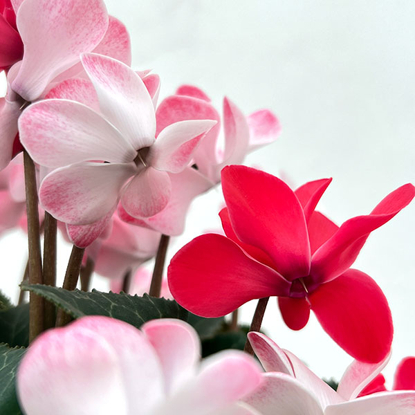 シクラメン（八重咲き）：ウインク　ジュフェリエ5号鉢植え