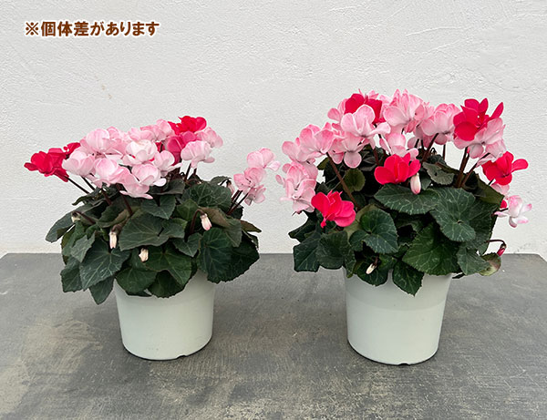 シクラメン（八重咲き）：ウインク　ジュフェリエ5号鉢植え