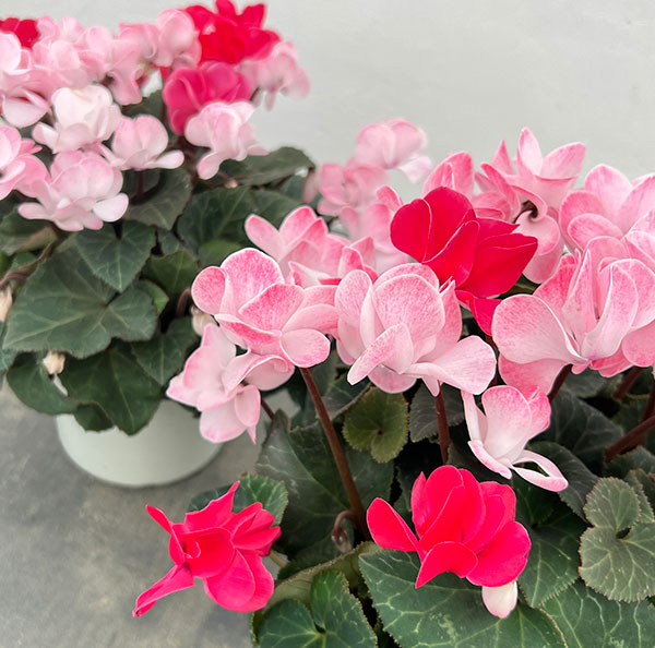 シクラメン（八重咲き）：ウインク　ジュフェリエ5号鉢植え