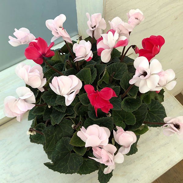 シクラメン（八重咲き）：ウインク　ジェフェリエ5号鉢植え