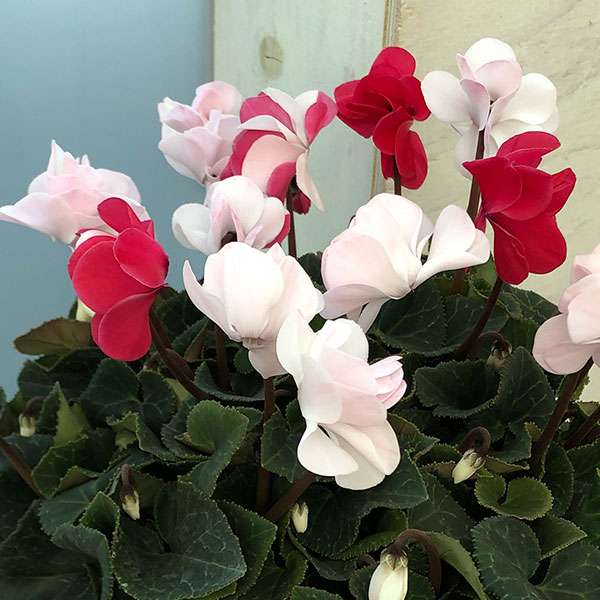 シクラメン（八重咲き）：ウインク　ジェフェリエ5号鉢植え