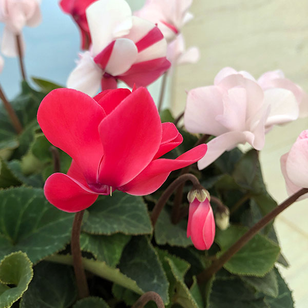 シクラメン（八重咲き）：ウインク　ジェフェリエ5号鉢植え