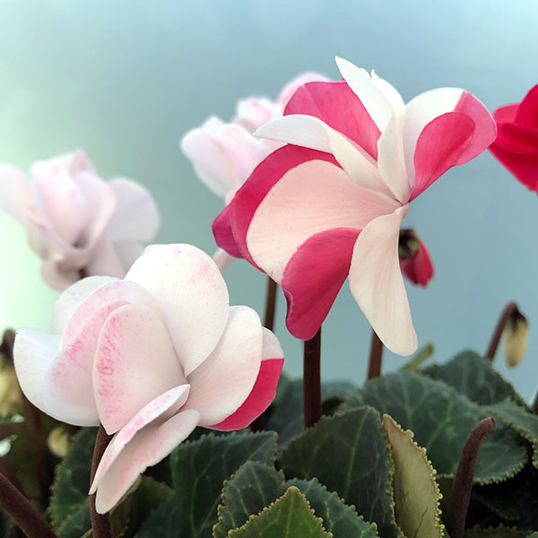 シクラメン（八重咲き）：ウインク　ジェフェリエ5号鉢植え