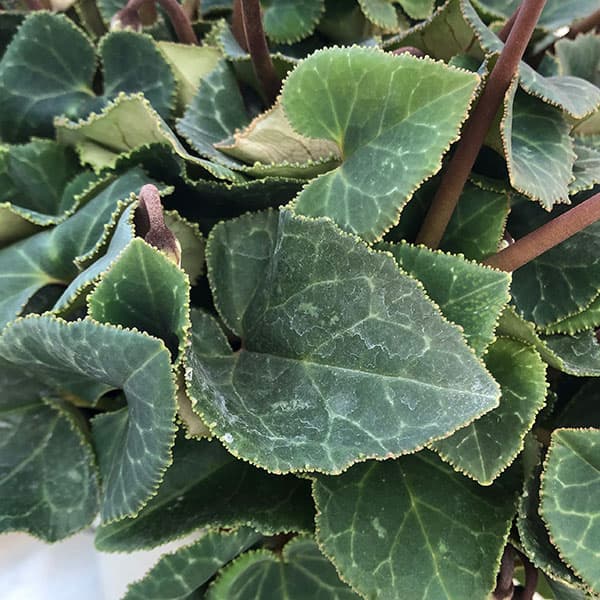 シクラメン（八重咲き）：ウインク　ジェフェリエ5号鉢植え