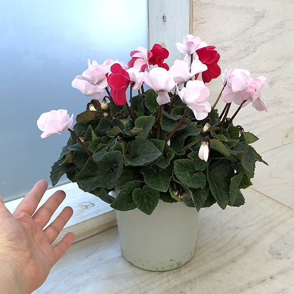 シクラメン（八重咲き）：ウインク　ジェフェリエ5号鉢植え