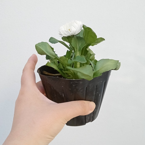 デージー：バンバン ホワイト3.5号ポット