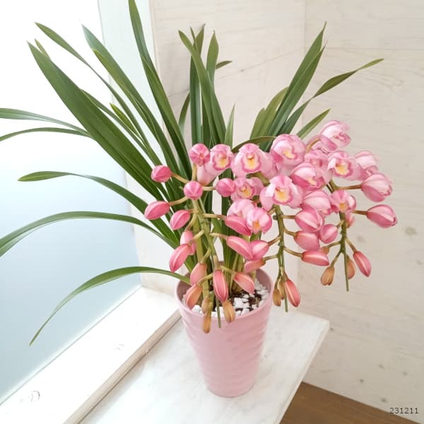 専用 ピンクシンビジューム3本立ち クレイフラワー シンピジューム（シンビジウム） 鉢植え 3本立ち 濃いピンク色