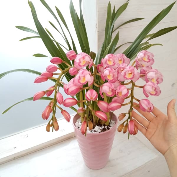 シンビジウム:エンジェルポイント 3本立ち 5.5号鉢植え アーチ仕立て