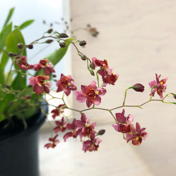 園芸ネット本店｜オンシジウム：トゥインクル レッド系5号ポット の