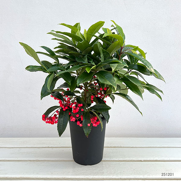 万両：ボスプレミアム・レッドベリーズ4号鉢植え[実付き]