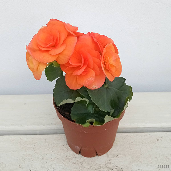 リーガースベゴニア：オレンジ3.5号鉢植え