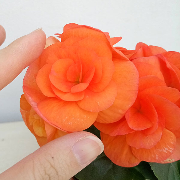 リーガースベゴニア：オレンジ3.5号鉢植え