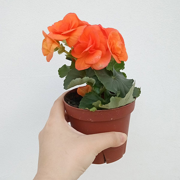 リーガースベゴニア：オレンジ3.5号鉢植え