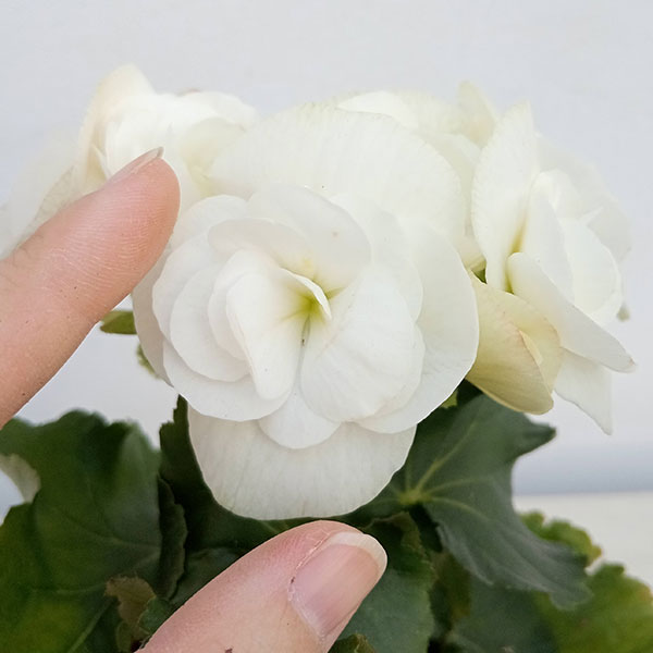 リーガースベゴニア:ホワイト3.5号鉢植え