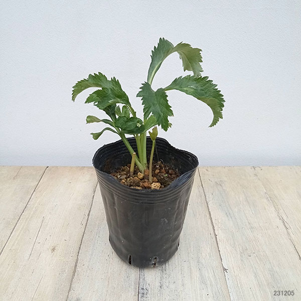 曽田園芸さんのクリスマスローズ：グリーンリップ・利休系　実生株4号ロングポット