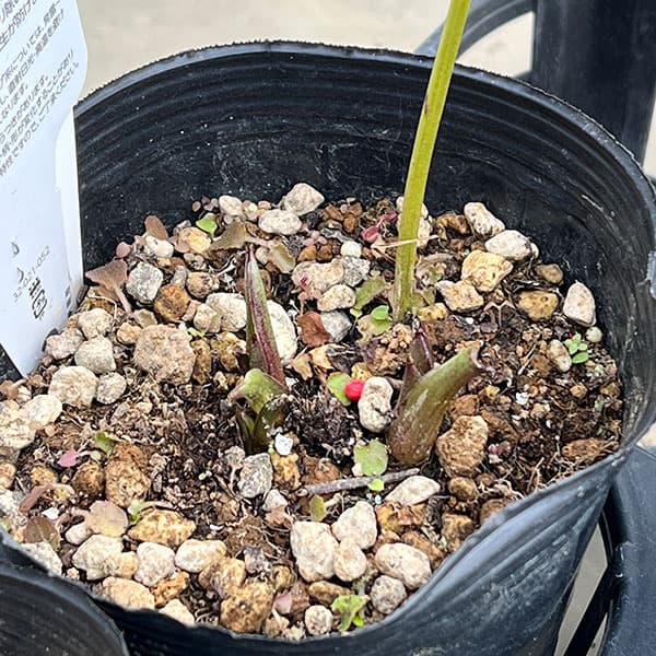 園芸ネット本店｜曽田園芸さんのクリスマスローズ：グリーンリップ