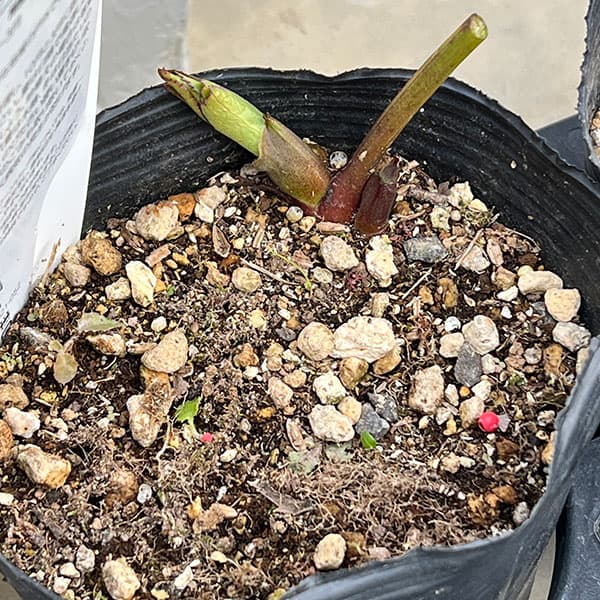 園芸ネット本店｜曽田園芸さんのクリスマスローズ：グリーンリップ