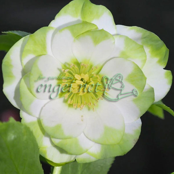 曽田園芸さんのクリスマスローズ：グリーンリップ・利休系　実生株4号ロングポット