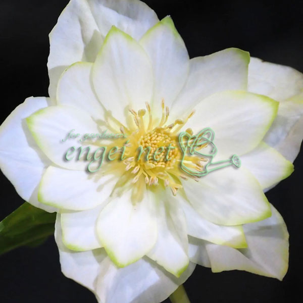 曽田園芸さんのクリスマスローズ：グリーンリップ・利休系　実生株4号ロングポット