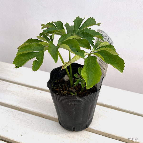 曽田園芸さんのクリスマスローズ：グリーンリップ・利休系　実生株4号ロングポット