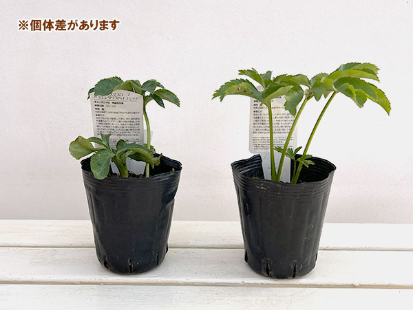 曽田園芸さんのクリスマスローズ：グリーンリップ・利休系　実生株4号ロングポット