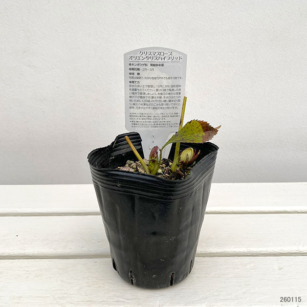 園芸ネット本店｜曽田園芸さんのクリスマスローズ：グリーンリップ