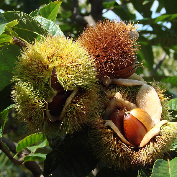 果樹の受粉樹セット：クリ（栗）ぽろたんとぽろすけ