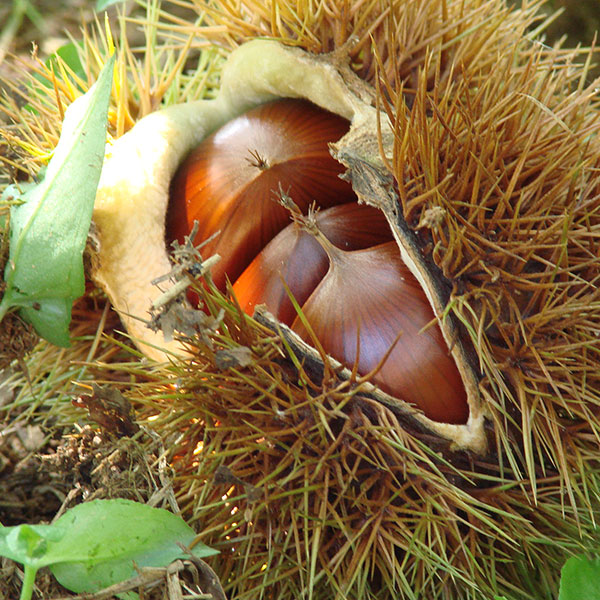 果樹の受粉樹セット：クリ（栗）ぽろたんとぽろすけ