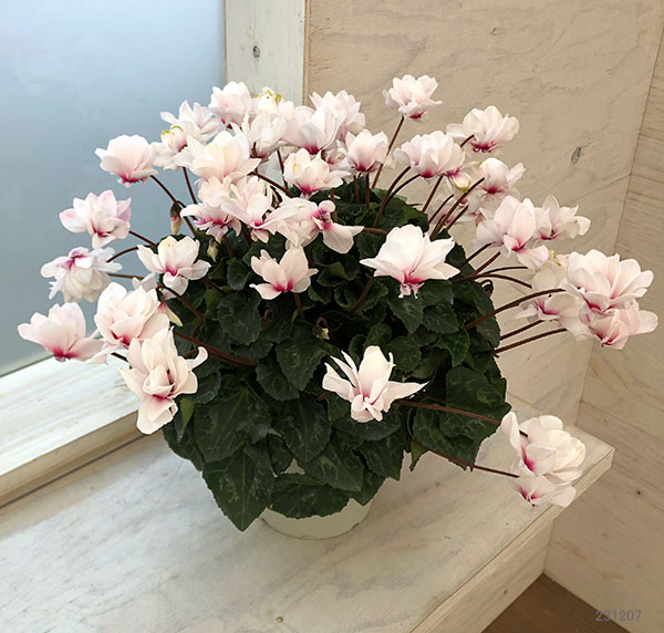 園芸ネット本店｜シクラメン：スクリュースター クリスタルホワイト5号