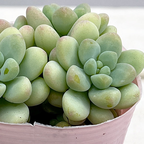 園芸ネット本店｜セダム：天使の雫（テンシノシズク）2.5号ポット 3株