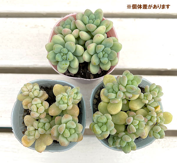 園芸ネット本店｜セダム：天使の雫（テンシノシズク）2.5号ポット の