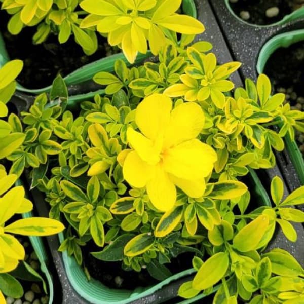 プリムローズジャスミン・バリエガータ（斑入り）2.5-3号ポット