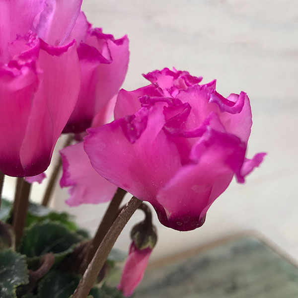 園芸ネット本店｜シクラメン：ミニョン ピンクビクトリア2号・鉢カバー