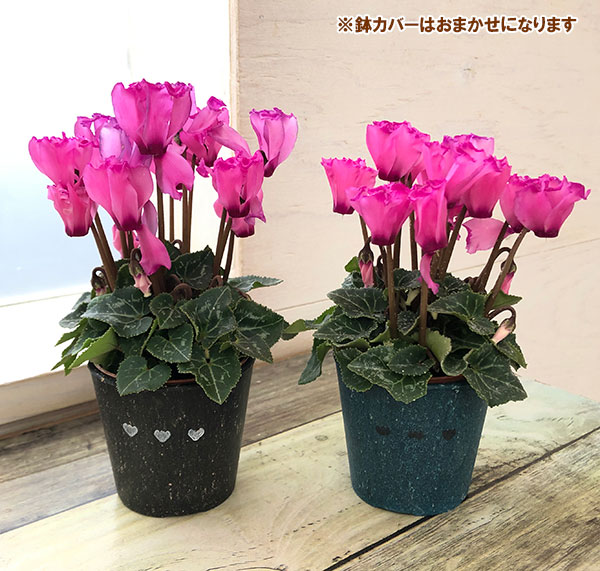 園芸ネット本店｜シクラメン：ミニョン ピンクビクトリア2号・鉢カバー