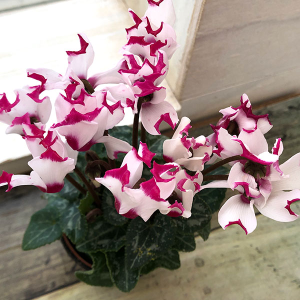 キムチ用冷蔵庫 ピンク花柄 ホワイト 楽天市場】キムチ冷蔵庫 小型