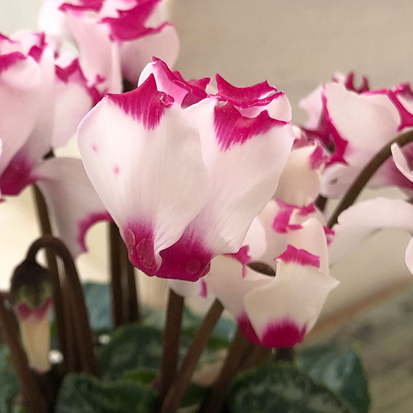 ブルーメ：鉢 (小) クリアー／花 レッド2客 クリアー•タン/花 白　各1客 園芸ネット本店｜シクラメン：ミニョン ホワイトビクトリア2号・鉢