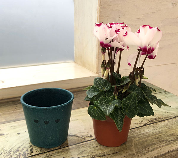 園芸ネット本店｜シクラメン：ミニョン ホワイトビクトリア2号・鉢