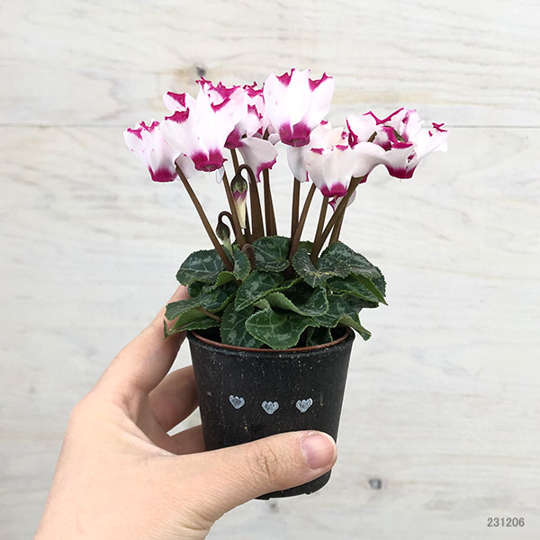 園芸ネット本店｜シクラメン：ミニョン ホワイトビクトリア2号・鉢