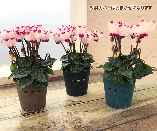 園芸ネット本店｜シクラメン：ミニョン ホワイトビクトリア2号・鉢