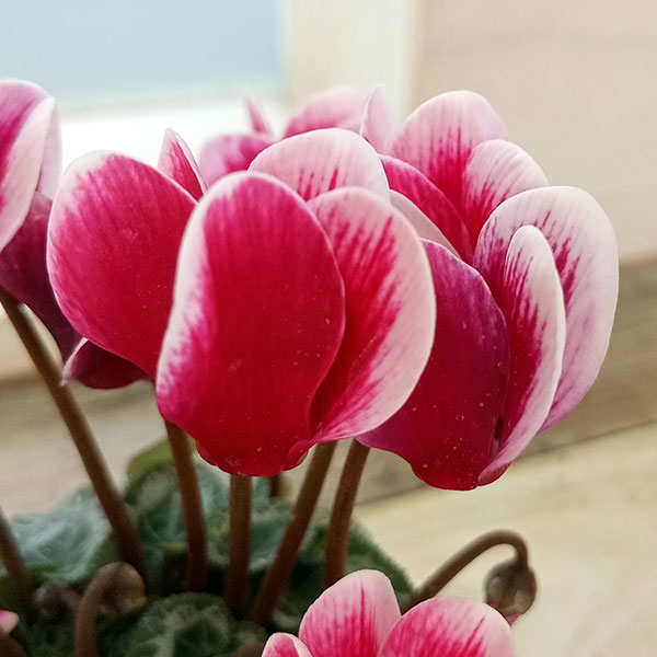 ❣️シクラメンです。２点おまとめ ❣️シクラメンです。2点おまとめ ❣️シクラメンです。2点おまとめ