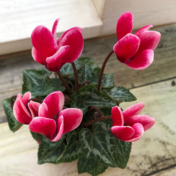 シクラメン：ミニョン　スーパーベラノフジレッド2号・鉢カバー付き