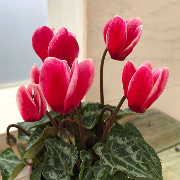 シクラメン：ミニョン　スーパーベラノフジレッド2号・鉢カバー付き