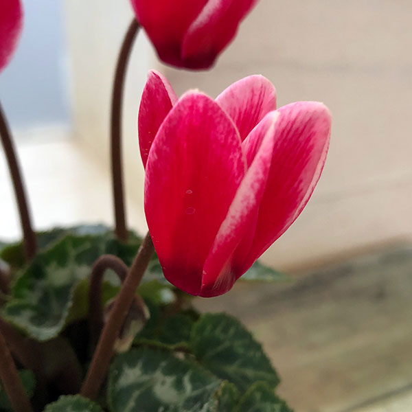 シクラメン：ミニョン　スーパーベラノフジレッド2号・鉢カバー付き