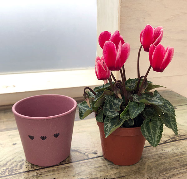 シクラメン：ミニョン　スーパーベラノフジレッド2号・鉢カバー付き