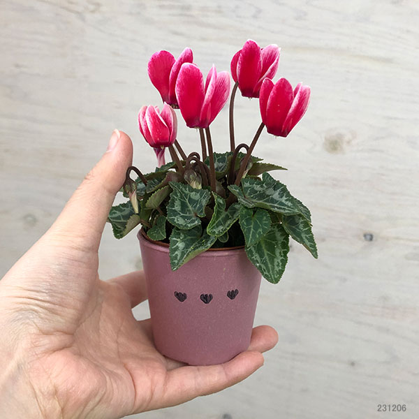 シクラメン：ミニョン　スーパーベラノフジレッド2号・鉢カバー付き