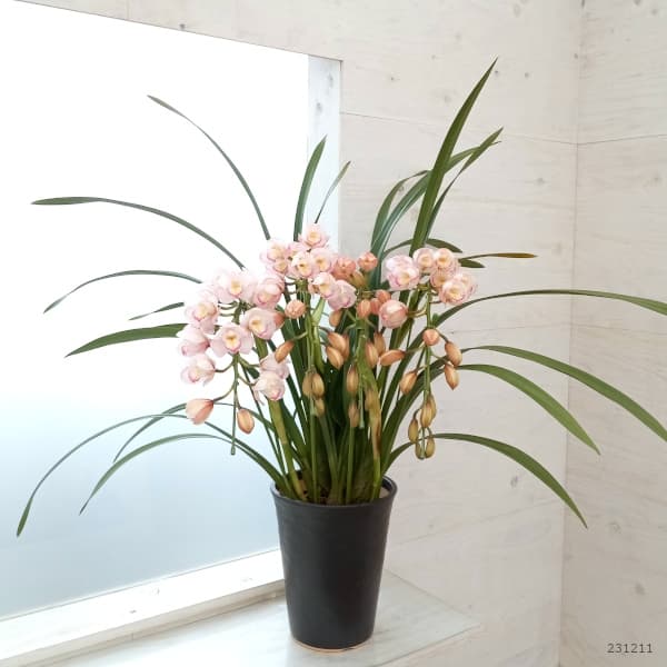 シンビジウム:プリティキャンディ 4本立ち7号鉢植えアーチ仕立て