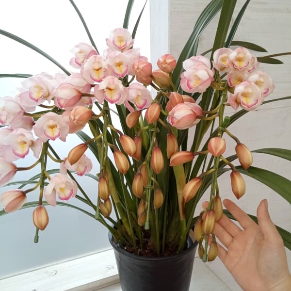 シンビジウム:プリティキャンディ 4本立ち7号鉢植えアーチ仕立て