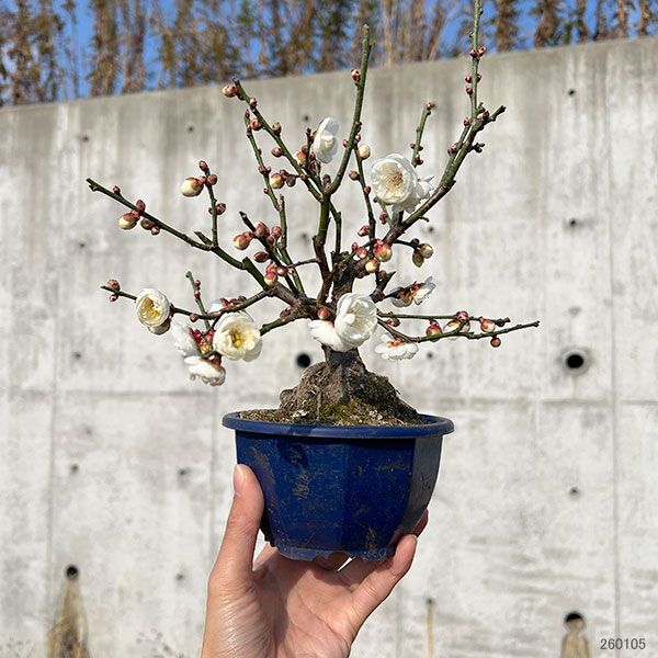 ハナウメ（花梅）：玉牡丹（たまぼたん）盆栽仕立て4号鉢植え