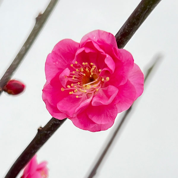 ハナウメ（花梅）：八重寒紅（ヤエカンコウ）接木苗4～5号ポット