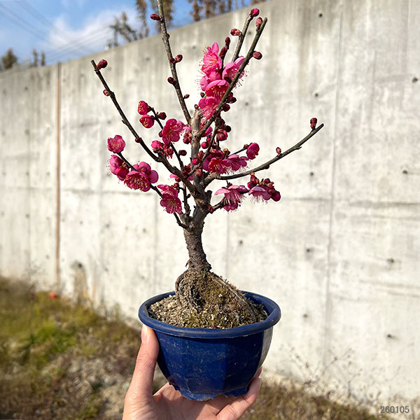 ハナウメ（花梅）：大盃（オオサカズキ）盆栽仕立て4号鉢植え